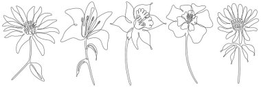 Çiçekler beyaz illüstrasyon koleksiyonunda izole edilmiş. Arka plan için kır çiçekleri. Soyut botanik sanatı. Basit minimalist sanat seti. Devamlı çizgi çizim seti.