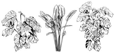 El çizimi tropikal palmiye ağaçları ve bitkilerin koleksiyonu beyaz arkaplanda izole edilmiş çizim çizimi.