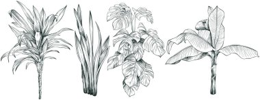 El çizimi tropikal palmiye ağaçları ve bitkilerin koleksiyonu beyaz arkaplanda izole edilmiş çizim çizimi.