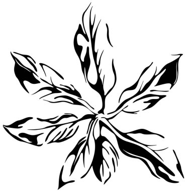 Soyut tropikal siyah beyaz yaprak. El oyması mürekkep sanatı. Beyaz arkaplanda izole illüstrasyon ögesi.