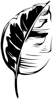 Soyut tropikal siyah beyaz yaprak. El oyması mürekkep sanatı. Beyaz arkaplanda izole illüstrasyon ögesi.