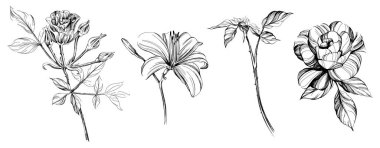 El çizimi çiçekler. Siyah ve beyaz çiçek koleksiyonu çizimi.
