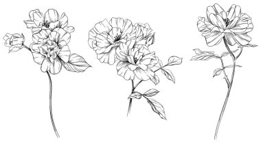 Beyaz sette yaban gülü çiçeği. El yapımı klasik illüstrasyon koleksiyonu.