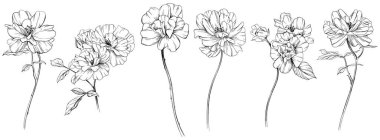 Beyaz sette yaban gülü çiçeği. El yapımı klasik illüstrasyon koleksiyonu.