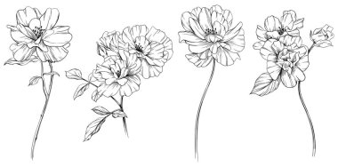 Beyaz sette yaban gülü çiçeği. El yapımı klasik illüstrasyon koleksiyonu.