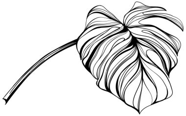 Canavar yaprağı beyaza saçılmış. Tropikal yaprak el çizimi soyut çizim.