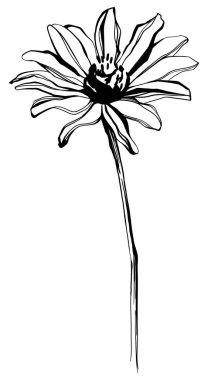 Beyaz arka planda soyut yabani çiçek. Siyah ve beyaz işlemeli mürekkep çizimi.