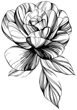 Beyaz üzerinde yaban gülü çiçeği. el çizimi klasik illüstrasyon.