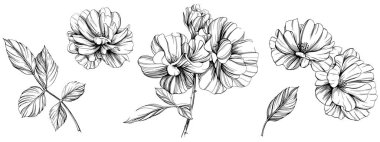 Beyaz üzerinde yaban gülü çiçeği. el çizimi klasik illüstrasyon.