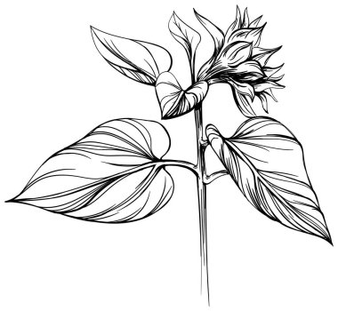 El yapımı ayçiçeği. Siyah ve beyaz renkli illüstrasyon.