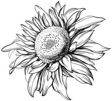 El yapımı ayçiçeği. Siyah ve beyaz renkli illüstrasyon.