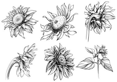 Ayçiçeği siyah ve beyaz oymalı mürekkep seti. Beyaz arkaplan koleksiyonunda izole çiçek illüstrasyon ögesi.