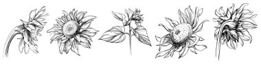 Ayçiçeği siyah ve beyaz oymalı mürekkep seti. Beyaz arkaplan koleksiyonunda izole çiçek illüstrasyon ögesi.