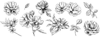 Botanik çiçek seti. Vahşi bahar yapraklı kır çiçeği izole edilmiş. Siyah beyaz işlemeli mürekkep sanatı. Beyaz arkaplanda izole edilmiş koleksiyon illüstrasyon ögesi.