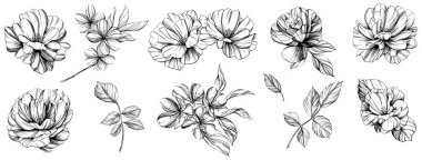 Botanik çiçek seti. Vahşi bahar yapraklı kır çiçeği izole edilmiş. Siyah beyaz işlemeli mürekkep sanatı. Beyaz arkaplanda izole edilmiş koleksiyon illüstrasyon ögesi.