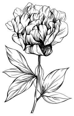 Şakayık çiçekli botanik çiçeği. Vahşi bahar yapraklı kır çiçeği izole edilmiş. Siyah beyaz işlemeli mürekkep sanatı. Beyaz arkaplanda izole şakayık çizim ögesi.