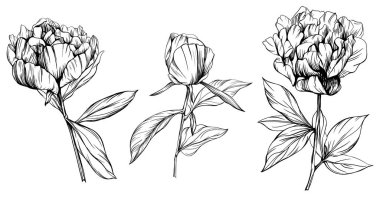 Şakayık çiçekli çiçek eli çizilmiş. Vahşi bahar yapraklı kır çiçeği izole edilmiş. Siyah beyaz işlemeli mürekkep koleksiyonu. Beyaz arkaplanda izole şakayık çizim ögesi.