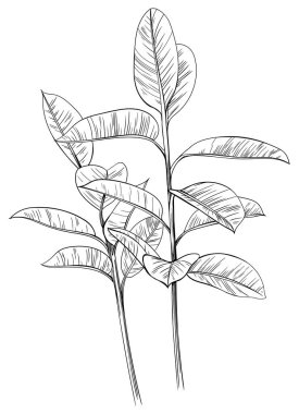 Exotic tropical plant hand drawn. Black and white engraved ink art. Isolated leaf illustration element on white background.