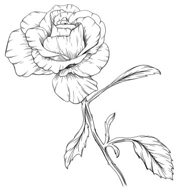 Gül çiçekli botanik çiçeği. Vahşi bahar yapraklı kır çiçeği izole edilmiş. Siyah beyaz işlemeli mürekkep sanatı. Beyaz arkaplanda izole gül çizimi ögesi.