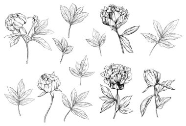 Şakayık çiçekli çiçek eli çizilmiş. Vahşi bahar yapraklı kır çiçeği izole edilmiş. Siyah beyaz işlemeli mürekkep koleksiyonu. Beyaz arkaplanda izole şakayık çizim ögesi.