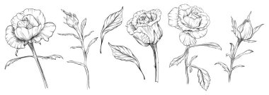 Gül çiçekli botanik çiçekleri. Vahşi bahar yapraklı kır çiçekleri izole edilmiş. Siyah beyaz işlemeli mürekkep sanatı. Beyaz arkaplanda izole gül çizimi ögesi.