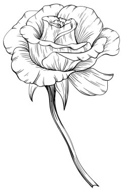 Gül çiçekli botanik çiçeği. Siyah ve beyaz işlemeli, el yapımı mürekkep. Beyaz arkaplanda izole gül çizimi ögesi.