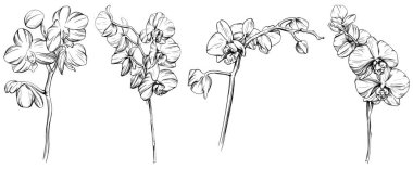 Orkide çiçekli çiçek el çizimi seti. Siyah beyaz işlemeli mürekkep sanatı. Beyaz arkaplan koleksiyonunda izole edilmiş orkide çizimi ögesi.
