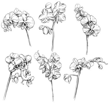 Orkide çiçekli çiçek el çizimi seti. Siyah beyaz işlemeli mürekkep sanatı. Beyaz arkaplan koleksiyonunda izole edilmiş orkide çizimi ögesi.