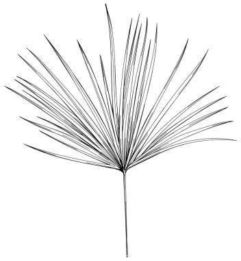 Tropik yaprak el çizimi. Siyah beyaz işlemeli mürekkep sanatı. Beyaz arkaplanda izole edilmiş yaprak illüstrasyon ögesi.