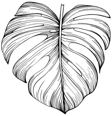 Egzotik tropikal canavar. Siyah beyaz yaprak işlemeli mürekkep sanatı. Beyaz arkaplanda izole illüstrasyon ögesi.