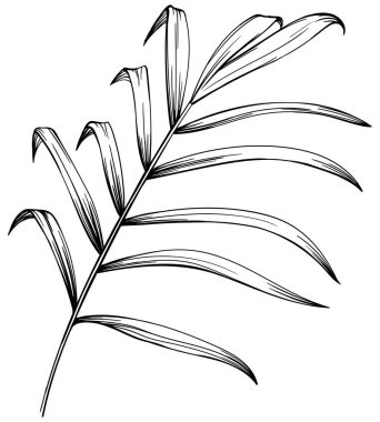 Tropik yaprak el çizimi. Siyah beyaz işlemeli mürekkep sanatı. Beyaz arkaplanda izole illüstrasyon ögesi.