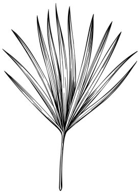 Tropik yaprak el çizimi. Siyah beyaz işlemeli mürekkep sanatı. Beyaz arkaplanda izole illüstrasyon ögesi.