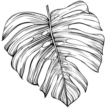 Tropik yaprak el çizimi. Siyah beyaz işlemeli mürekkep sanatı. Beyaz arkaplanda izole illüstrasyon ögesi.