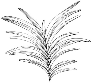 Tropik yaprak el çizimi. Siyah beyaz işlemeli mürekkep sanatı. Beyaz arkaplanda izole illüstrasyon ögesi.