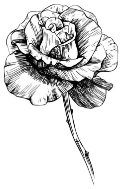 Beyaz üzerine izole gül çiçeği. el yapımı vintage.