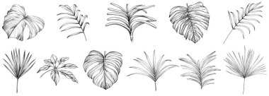 Beyaz koleksiyondaki izole edilmiş yapraklar. Tropikal yapraklar hazır. El çizimi çizimleri ayarlandı.