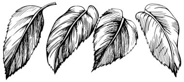 Yapraklar hazır. Siyah ve beyaz işlemeli, el yapımı mürekkep. Beyaz arkaplanda izole illüstrasyon ögesi.