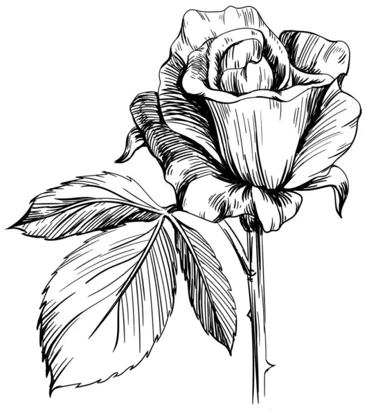 Rosenblütenblüte Wildes Frühlingsblatt Wildblume Isoliert Schwarz Weiß Gestochene Tuschekunst Isolierte lizenzfreie Stockvektoren