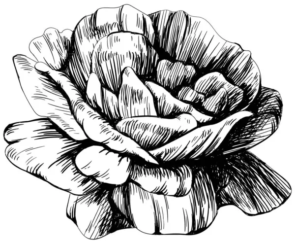 Flor Botânica Floral Rosa Tinta Gravada Preto Branco Mão Arte — Vetor de Stock