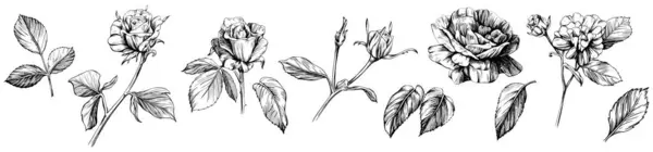 Rosenblüten Botanische Blumen Wildes Frühlingsblatt Wildblume Isoliert Schwarz Weiß Gestochene Stockvektor