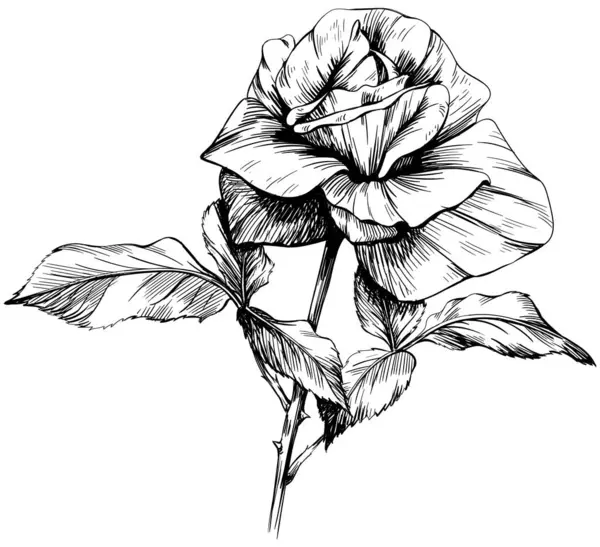 Schwarze Und Weiße Rose Botanische Blume Wildes Frühlingsblatt Wildblume Isoliert Stockillustration