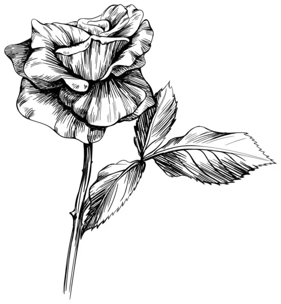 Fleur Botanique Florale Rose Noire Blanche Feuille Sauvage Printemps Fleur Illustration De Stock