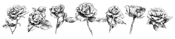 Rosenblüten Botanische Blumen Wildes Frühlingsblatt Wildblume Isoliert Schwarz Weiß Gestochene Vektorgrafiken