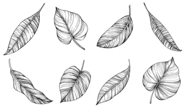 Exotische Tropische Blätter Schwarz Weiß Gestochene Tuschekunst Isoliertes Blatt Illustrationselement Vektorgrafiken