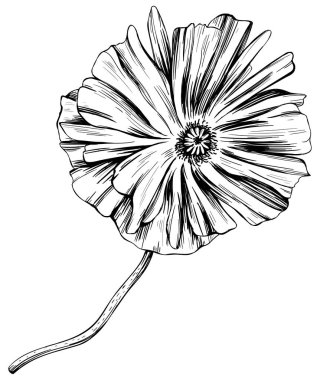 Gelincik çiçekli botanik çiçeği. Vahşi bahar yapraklı kır çiçeği izole edilmiş. Siyah beyaz işlemeli mürekkep sanatı. Beyaz arkaplanda izole haşhaş illüstrasyon ögesi.