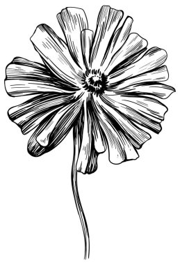 Gelincik çiçekli botanik çiçeği. Vahşi bahar yapraklı kır çiçeği izole edilmiş. Siyah beyaz işlemeli mürekkep sanatı. Beyaz arkaplanda izole haşhaş illüstrasyon ögesi.