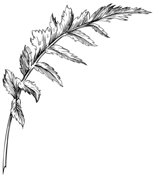 Mohn Blumig Botanisch Wildes Frühlingsblatt Wildblume Isoliert Schwarz Weiß Gestochene lizenzfreie Stockvektoren