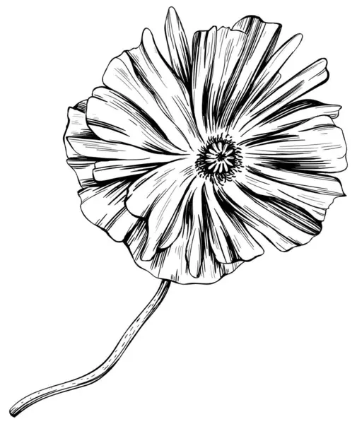 Fleur Botanique Florale Pavot Feuille Sauvage Printemps Fleur Sauvage Isolée Illustrations De Stock Libres De Droits