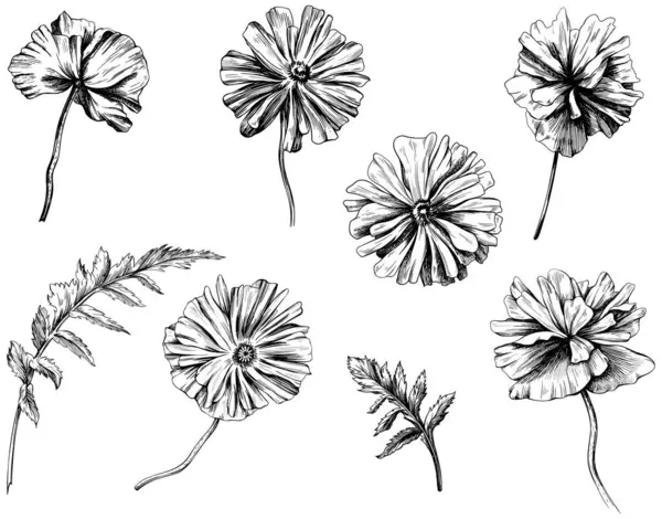 Conjunto Flores Papoula Desenhadas Mão Ilustração Desenhada Mão Preto Branco Gráficos Vetores