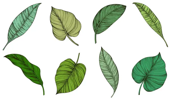 Sammlung Tropischer Blätter Isoliert Auf Weißem Hintergrund Handgezeichnetes Illustrationsset Stockvektor